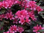 Tilbud Azalea Rhododendron