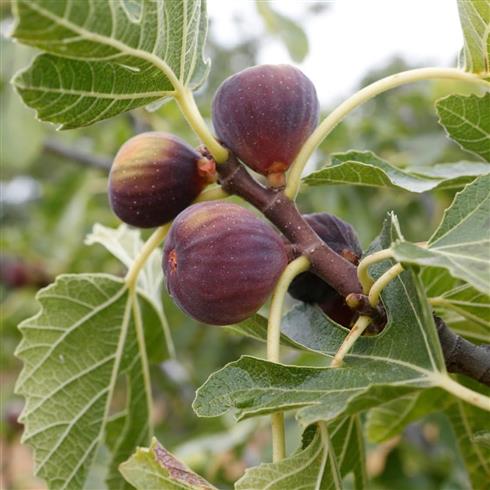 figen__ficus_carica_