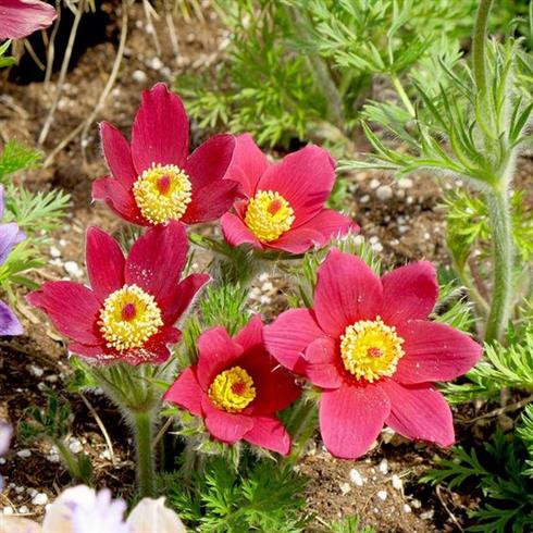 kobjælde__pulsatilla_vulgaris_røde_klokke_
