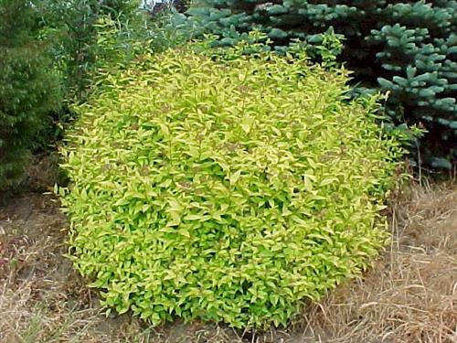spiræa__goldmound__dybrosa__1530_cm__leveres_barrodet__spiraea_japonica_