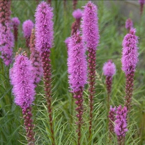 pragtskær__liatris_spicata_floristan_violett