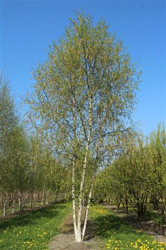 birk__dunbirk__betula_pubescens_dun__allétræer_løvtræer_haveplanter_læhegn_hegnsplanter_