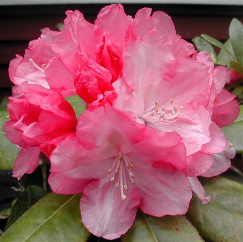 rhododendron__lyserød__4050_cm_med_potte_eller_klump__hybrid_ann_lindsay__