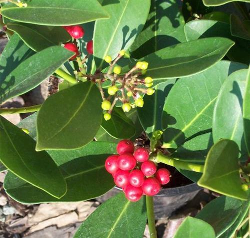 skimma__2530_cm_med_potte_eller_klump__skimmia_foremanii_