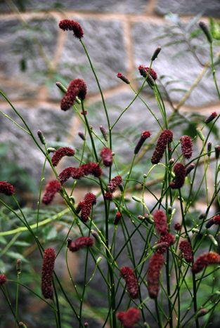 kvæsurt__sanguisorba_tenuifolia_purpurea