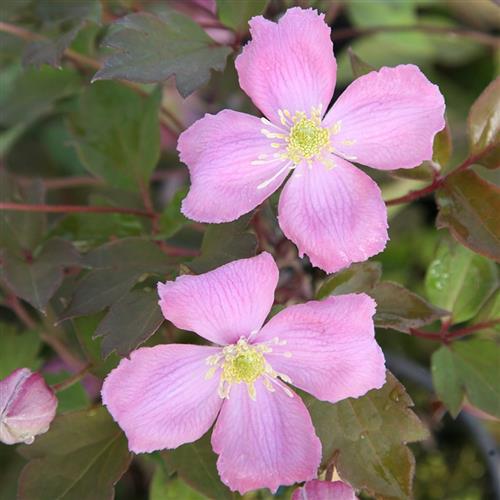 clematis__montana__rubens__sart_rosa_farve__leveres_med_potte__småblomstrende__mp-34_