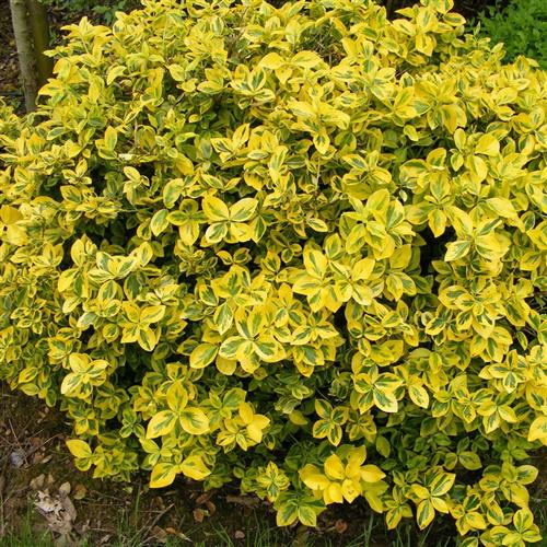 benved__emerald_gold__1530_cm_med_potte__euonymus_fortunei_emerald_gold__