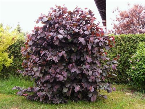 blodhassel__corylus_maxima_purpurea__haveplanter