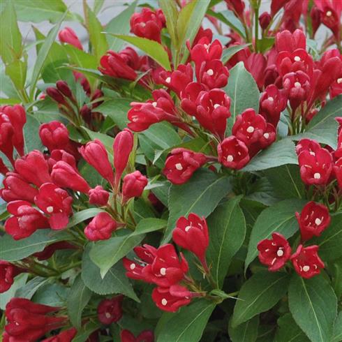 klokkebusk__all_summer_red__rød__med_potte_eller_klump__weigela__all_summer_red__