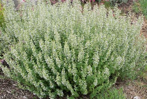 bjergmynte__calamintha_nepeta