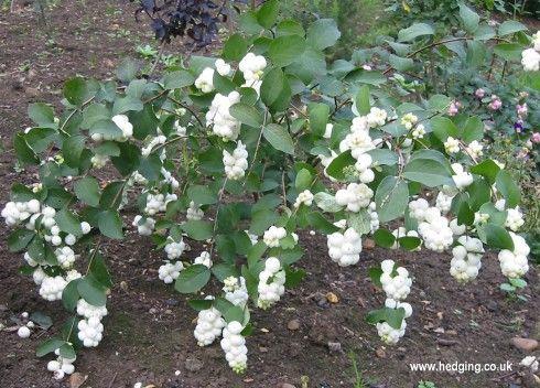 snebær__white_hedge__symphoricarpos_doorenbosii__