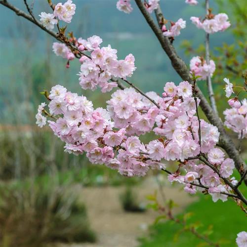japansk_kirsebær__autumnalis_rosea__5080_cm_med_p9_potte__prunus_subhirtella_