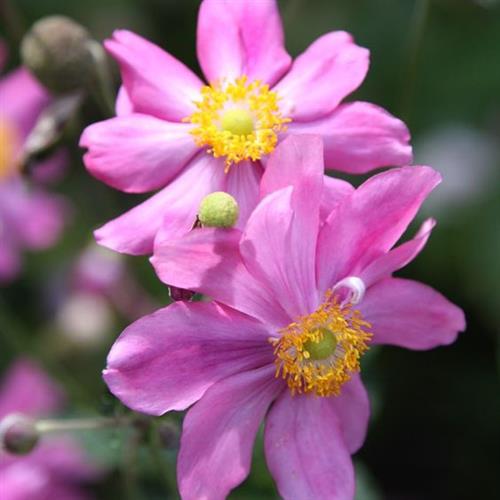 anemone__hupehensis__prinz_heinrich_