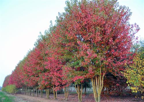 rød_løn__october_glory__oktober_løn__acer_rubrum_october_glory__haveplanter_allétræer_