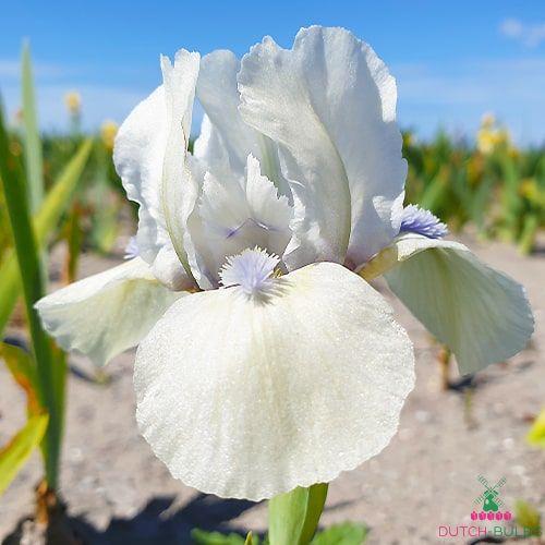 iris__pumila__snow_orchid_