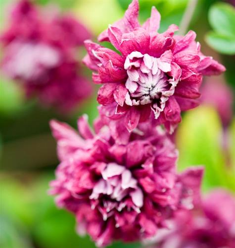 clematis__viticella__purpurea_plena_elegans__rødviolet_bordeaux__leveres_med_potte__småblomstrende__mp-34_