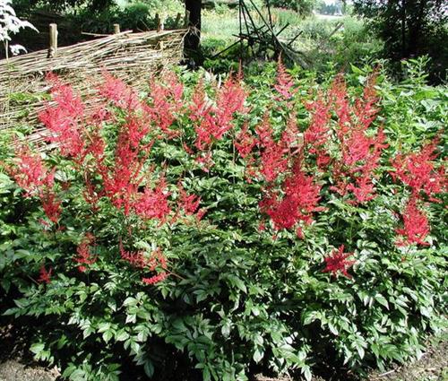 astilbe_a_glut