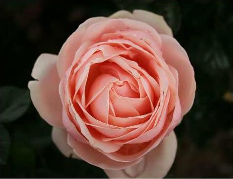 aphrodite__sart_rosa__storblomstrende_roser__