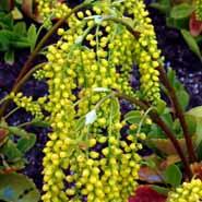 stenhøjsguldregn__chiastophyllum__små_gule_blomster__oppositifolium_