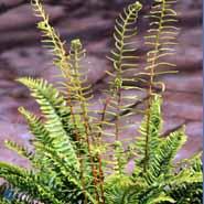 kambregne__almindelig__blechnum_spicant_