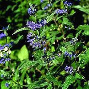 blåskæg__3050_cm_med_potte__caryopteris_clandon_heavenly_blue__