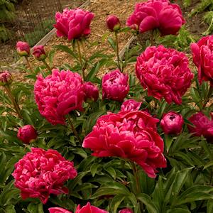 bonderose__mørk_pink__pæon__silkepæon__knolden_leveres_i_potte_eller_klump__paeonia_lactiflora_karl_rosenfield__mp-42_