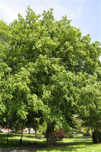 vingevalnød__kaukasisk_valnød__pterocarya_fraxinifolia__læhegnsplanter_haveplanter_allétræer