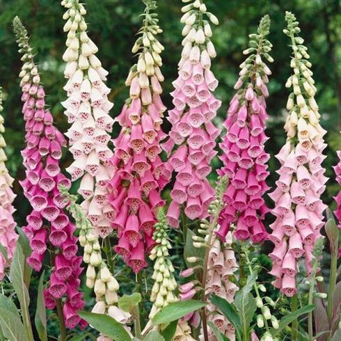 digitalis purpurea foxy