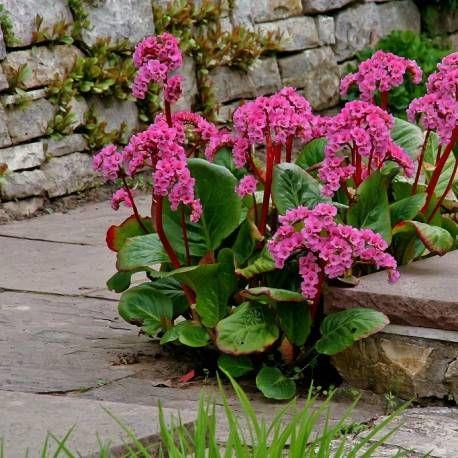 kæmpestenbræk__bergenia_cordifolia_rotblum