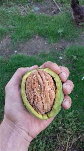 valnød__juglans__regia__grote_noot_