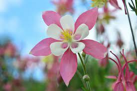 akeleje__flerfarvet__aquilegia__dragonfly_hybrids_