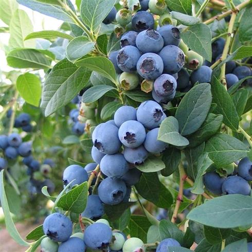 blåbær__powder_blue__leveres_i_potte__frugtbusk__mellemstore_blåsorte_bær_med_mørkt_kød__modnes_når_de_er_7-8_måneder__mp-34__vaccinium_corymbosum__