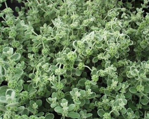 gasplante__ballota_pseudodictamnus_compact_form