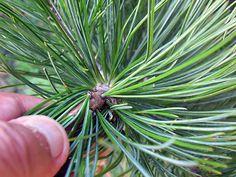 taks__repandens__krybende__1520_cm_med_potte_eller_klump__taxus_baccata_repandens__