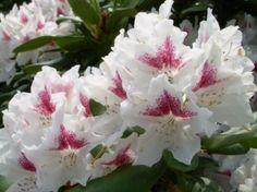 rhododendron__hvid__4050_cm_med_potte_eller_klump__hybrid_schneeauge__