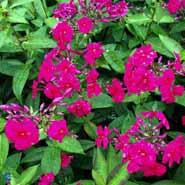 høstfloks__cerise_røde_blomster__phlox__paniculata__kirchenfürst_