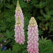lupin__rosa__lupinus__the_chatelaine_
