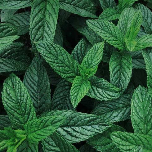 pebermynte__krydderurt__mentha_piperita_