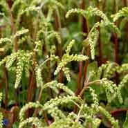 stenhøjsguldregn__chiastophyllum__små_gule_blomster__oppositifolium_