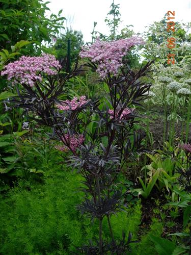hyld__black_lace__rødbladet_hyld__sambucus_nigra_black_lace__