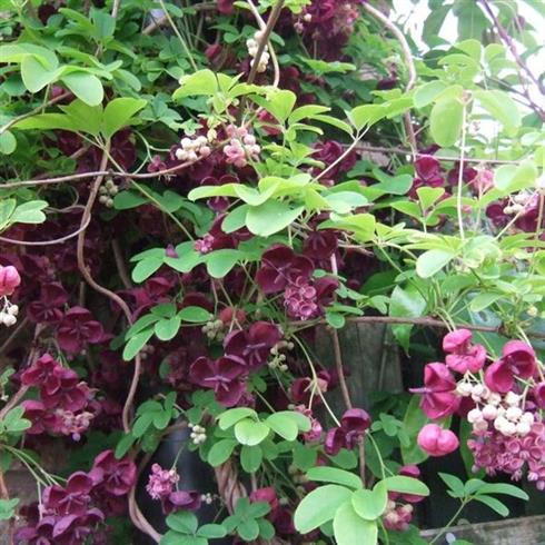 chokoladeranke__akebia_quinata__chokoladeranke__mørkrosa__leveres_med_potte__
