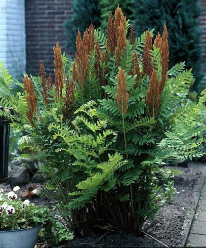 rød_kongebregne__osmunda_regalis_purpurascens