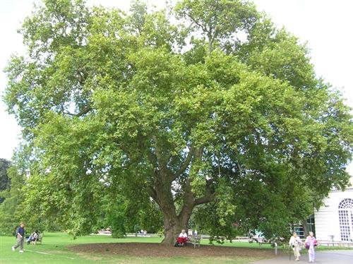 platan__platanus_x_hybrida_
