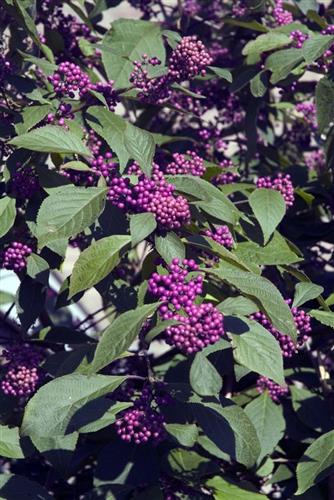 glasbær__profusion__med_p9_potte__callicarpa_bodinieri__