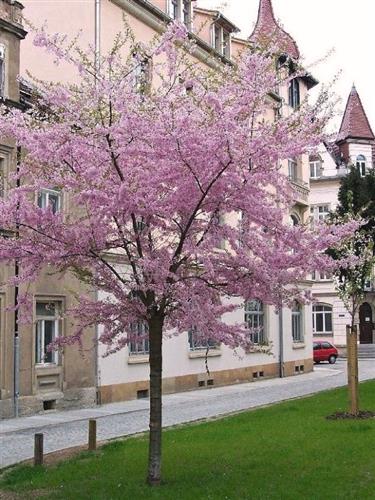 japansk_kirsebær__fukubana__prunus_subhirtella_