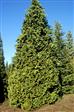 Cypress  Læhegn Nåletræer