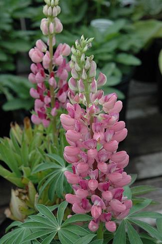 lupin__lupinus_gallery_pink