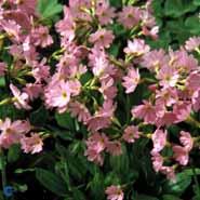 rosenprimula__rosa_blomster__rosea__grandiflora_