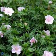 blodrød_storkenæb__sartrosa_blomster__geranium__sanguineum_striatum_