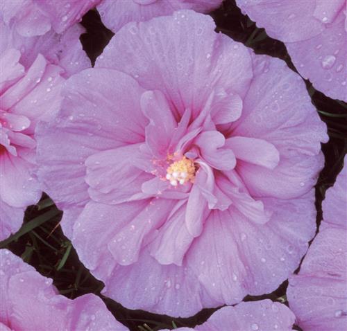 syrisk_rose__lavender_chiffon__lavendelblå__hibiscus_lavender_chiffon__haveplanter_